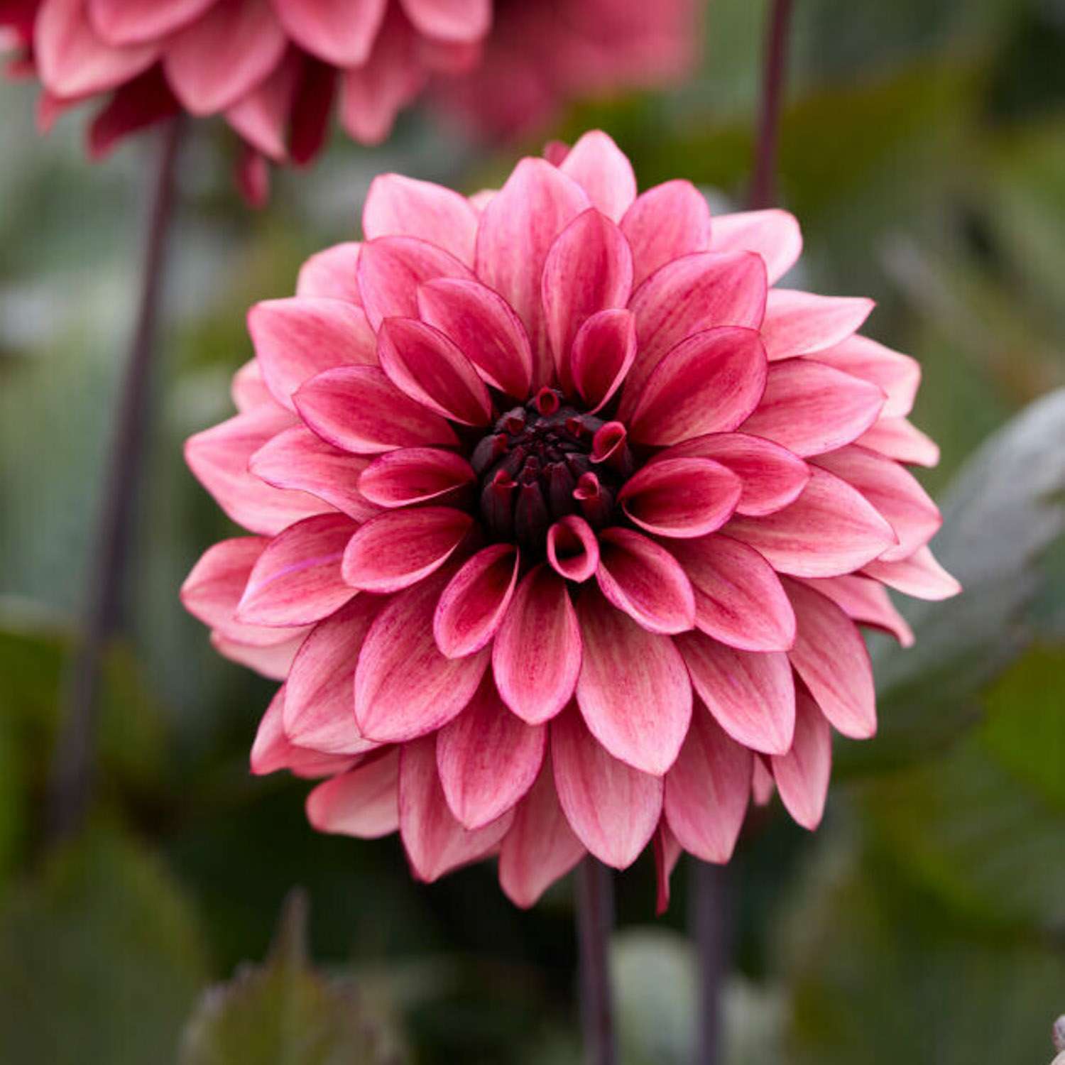 Daalia 'Night Silence'